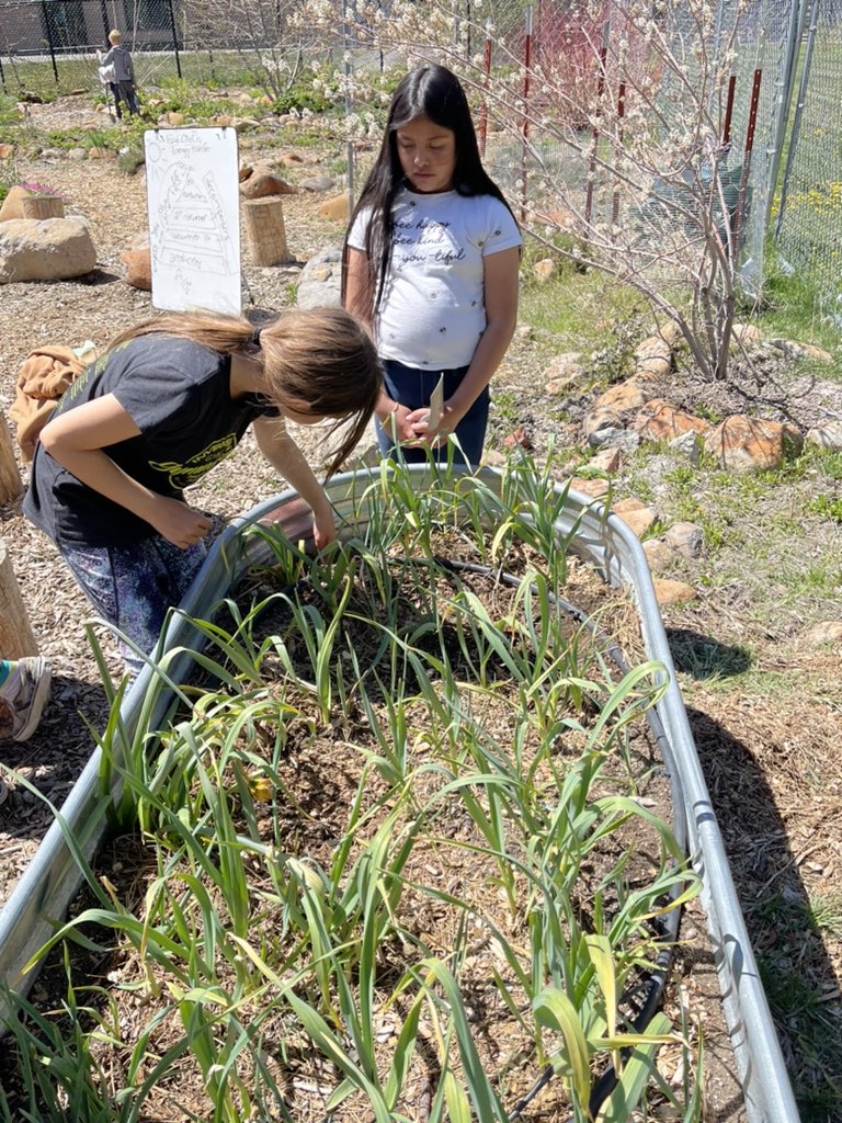 3rd graders spent some time gardening today!🌱🪴 Alumnos de 3o pasaron tiempo en el jardín hoy! #weareLTUSD #Bijoupride