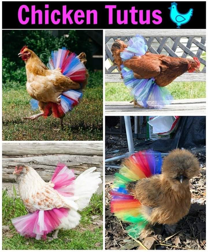 Clairebears4's tweet photo. @JulieHamill I've got the Birdie Song sung in the chickens voices going round head after seeing this photo 🤣🤣🤣 https://t.co/f5bhaXZq6j