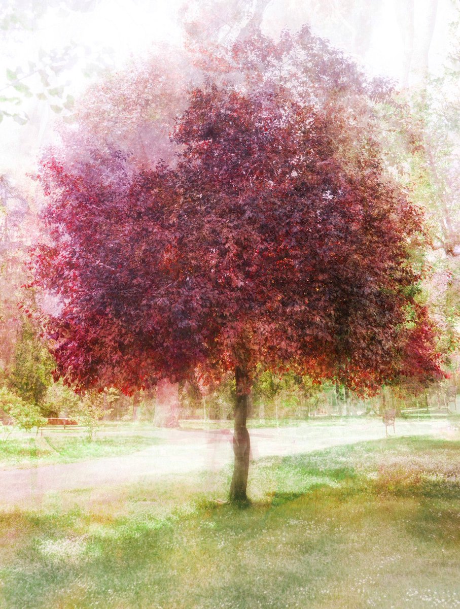 I overlayed multiple photos of the same tree and this was the result