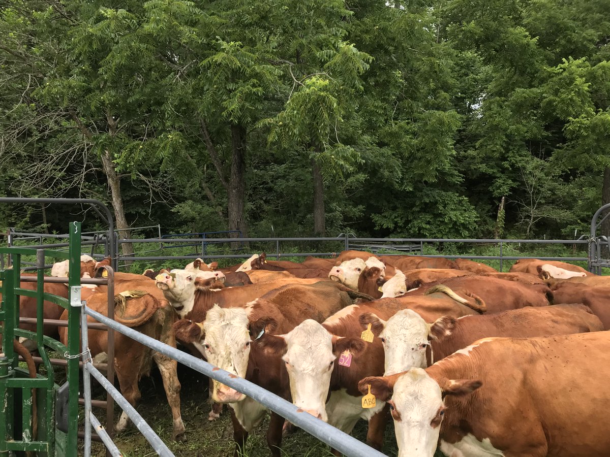 AgButler tweet media