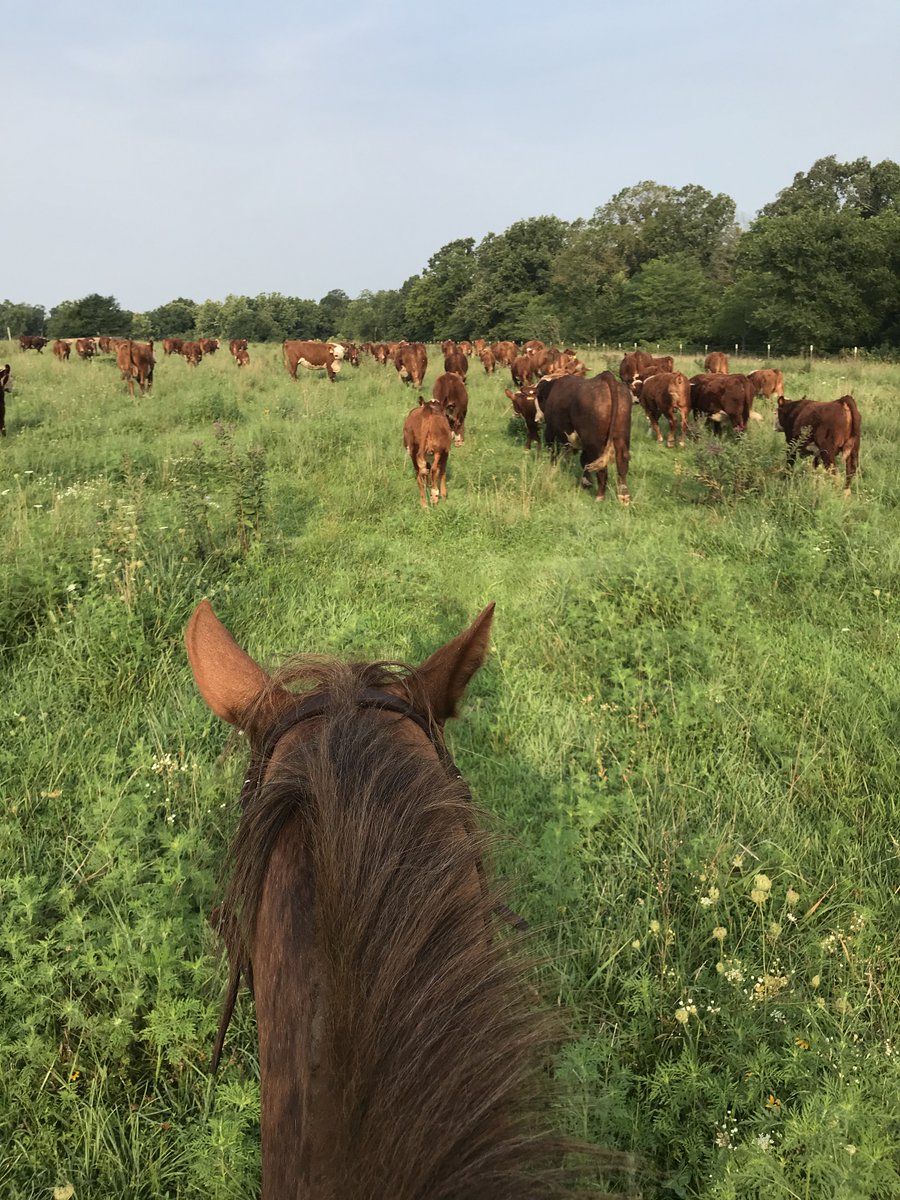 Spring cattle work is in full swing...working pairs, breeding new pastures, weaning. There is a lot to get done on any sized cattle operation. 
We have a large # of laborers w/ livestock experience when an extra hand is needed.
#AgButlerApp #BeefCattle #FarmLabor #AgJobs
