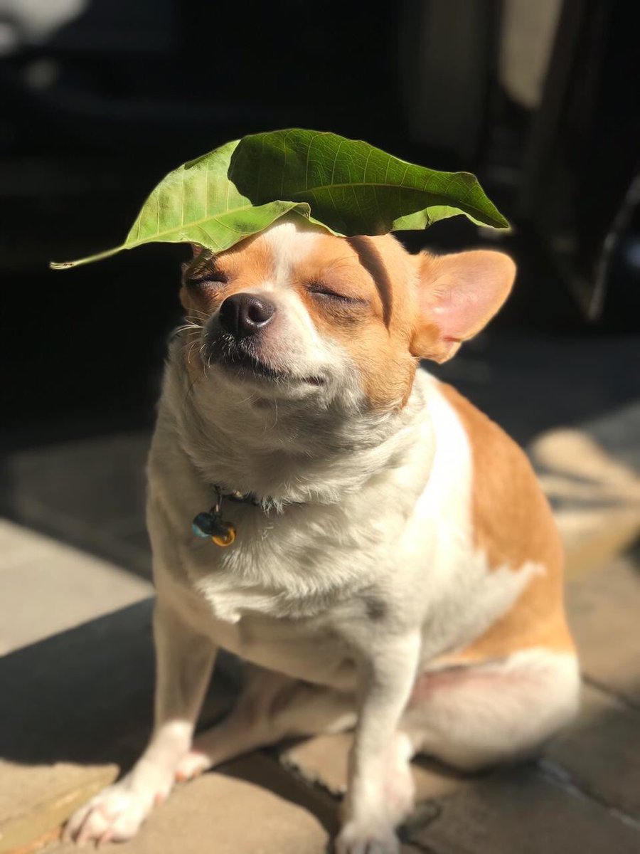 genius_dogs's tweet photo. 1 with natur https://t.co/KSb0O2CgxJ