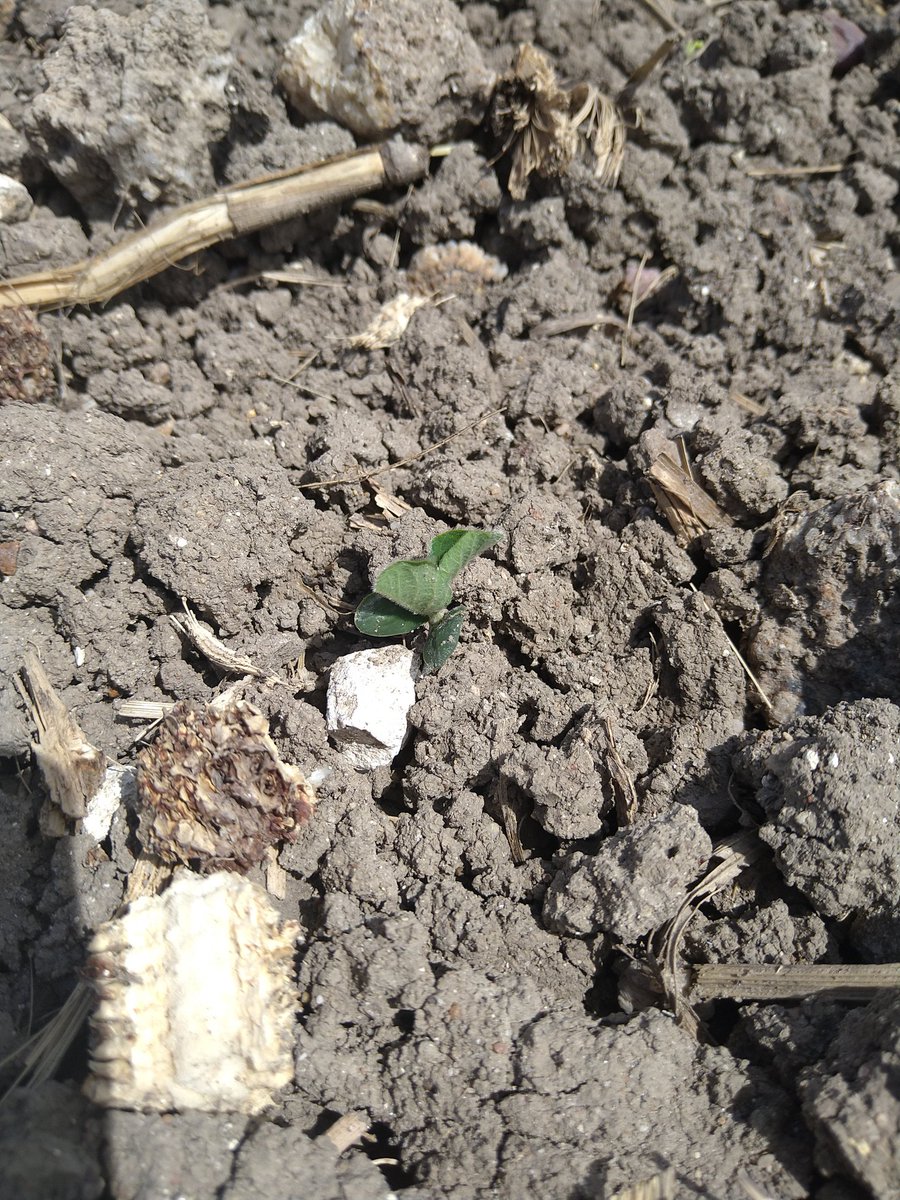 Pour me remonter le moral, visite de ferme <a href="/AgroLeague/">AgroLeague</a> en Charente Maritime. Soja, pois chiche ou encore feverole d'hiver en semis direct ou simplifié. En route vers l'autonomie protéique pour les animaux et les humains. Et autonomie et économie en azote pour l'agriculteur.