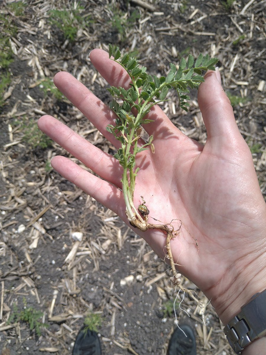 Pois chiche en semis direct avec de belles nodosités !