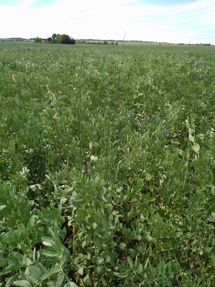 Feveroles d'hiver en direct au départ prévues en couvert avant maïs et finalement gardée en culture principale
