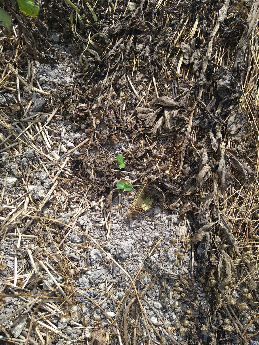 Et le bouquet final!
Super levée de tournesol en semis direct dans un couvert à base de feverole ! L'agriculture de conservation a de l'avenir ! <a href="/AgroLeague/">AgroLeague</a> <a href="/Fragritwittos/">FranceAgritwittos♥️</a>