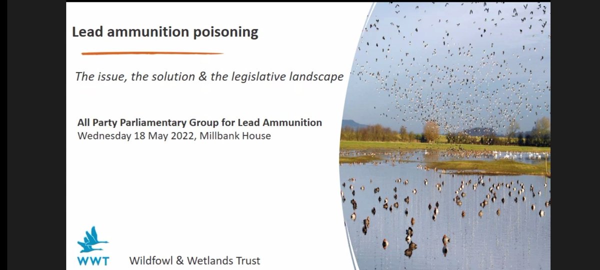Now at a meeting of new All-Party Parliamentary Group on #LeadShot.

A #OneHealth issue affecting human, wslife and environmental health.

Important reminder - there is no safe level of lead exposure
<a href="/WCL_News/">Wildlife and Countryside Link</a> <a href="/WWTLondon/">WWT London Wetland Centre</a> #publichealth