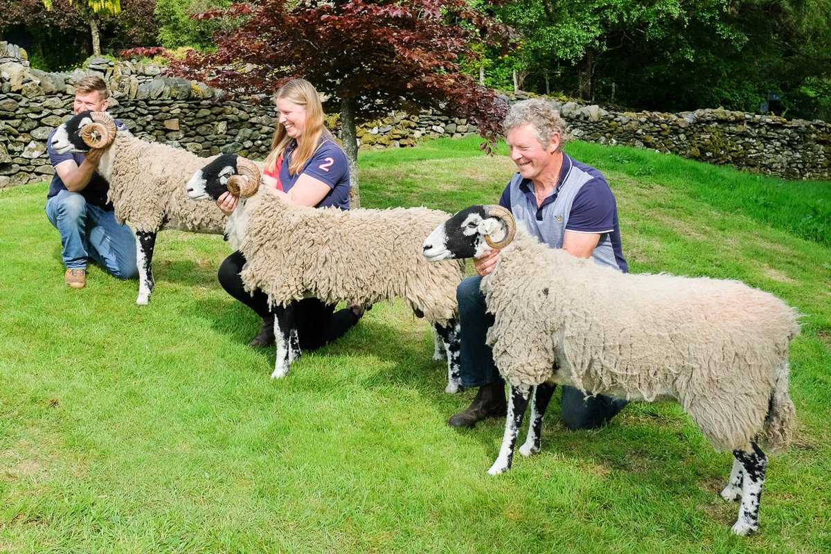 billplumtree's tweet photo. Congratulations to the Lightfoots of Gillside Farm, Glenridding - they swept the board at Mungrisdale show today. With male, female and hogg champions, they won every cup going   #SheepOfTheDay https://t.co/RE9mewK6Hj