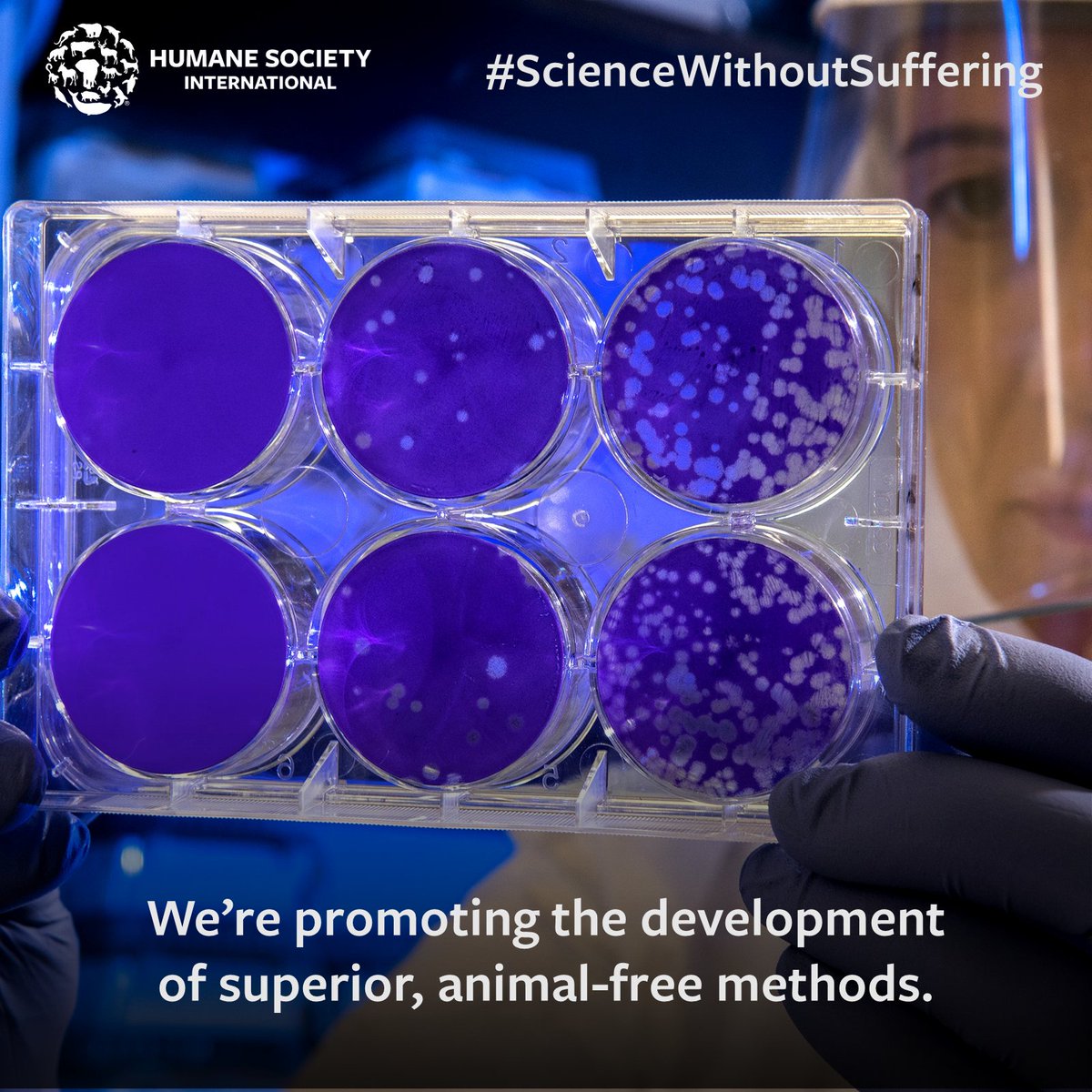 humaneworldeat's tweet photo. The future of science is animal-free. 🔬🧪🧬🧫 https://t.co/pmEePzP0Qn