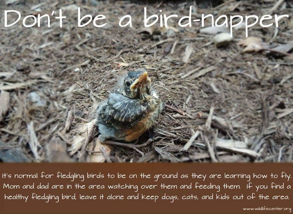 windsorhumane's tweet photo. Every bird has to learn to hop before they can learn to fly!  That means that they will spend time on the ground - it's a normal part of their development and their parents are normally nearby keeping a close eye on them.  
#SometimesHelpingIsntHelping https://t.co/wkojYTECMC