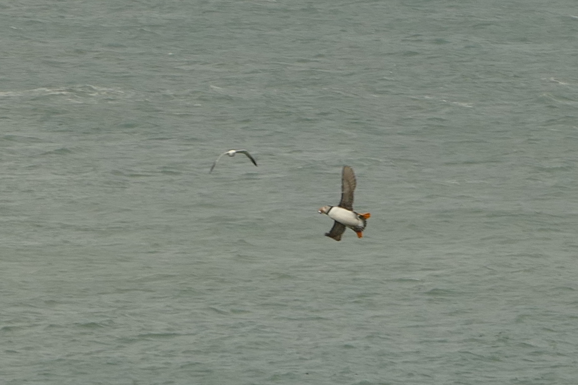 SkokholmIsland's tweet photo. At least two #Puffins are delivering fish to our first #Pufflings of the year. These are three days earlier than the first of last year and seven days earlier than the 2013-2021 mean. Indeed the only earlier deliveries were in 2019 (on the 14th). https://t.co/LursOsj6pM