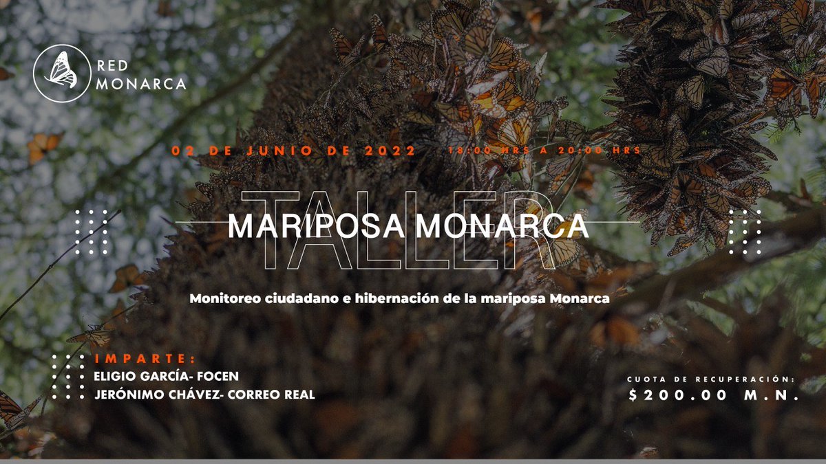 Compartir_Mx's tweet photo. En este taller, @AlternareAC , te invita a aprender sobre la mariposa monarca y el fenómeno migratoria, así como a contribuir a su conservación mediante el monitoreo ciudadano.

Jueves 2 de junio, a las 18:00 horas.

Cupo limitado. Inscríbete aquí:
https://t.co/iXNfb3ttg1 https://t.co/rincawjm6b