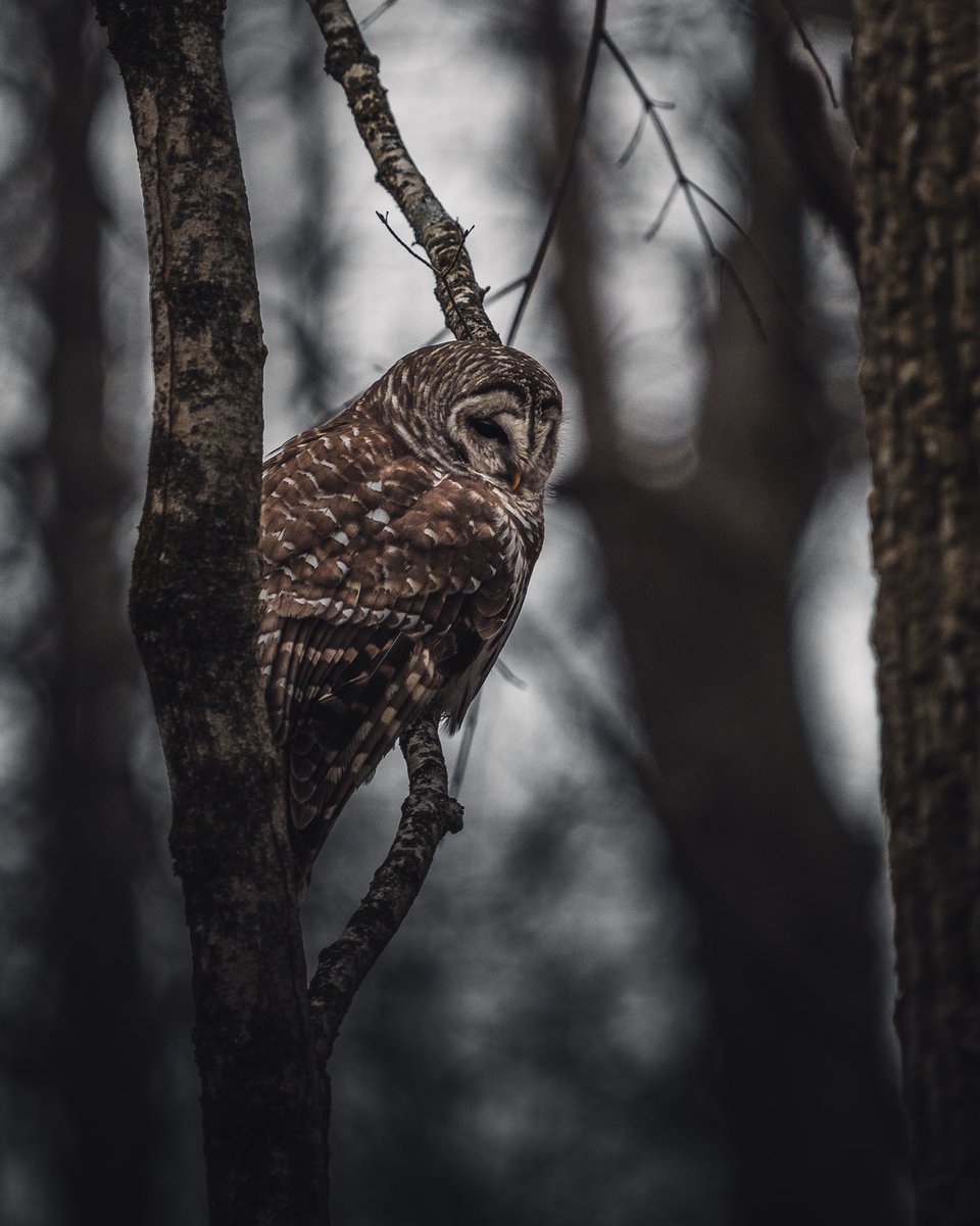 simonsomewhere's tweet photo. Watcher of the woods https://t.co/Tm9Ud3VXIb