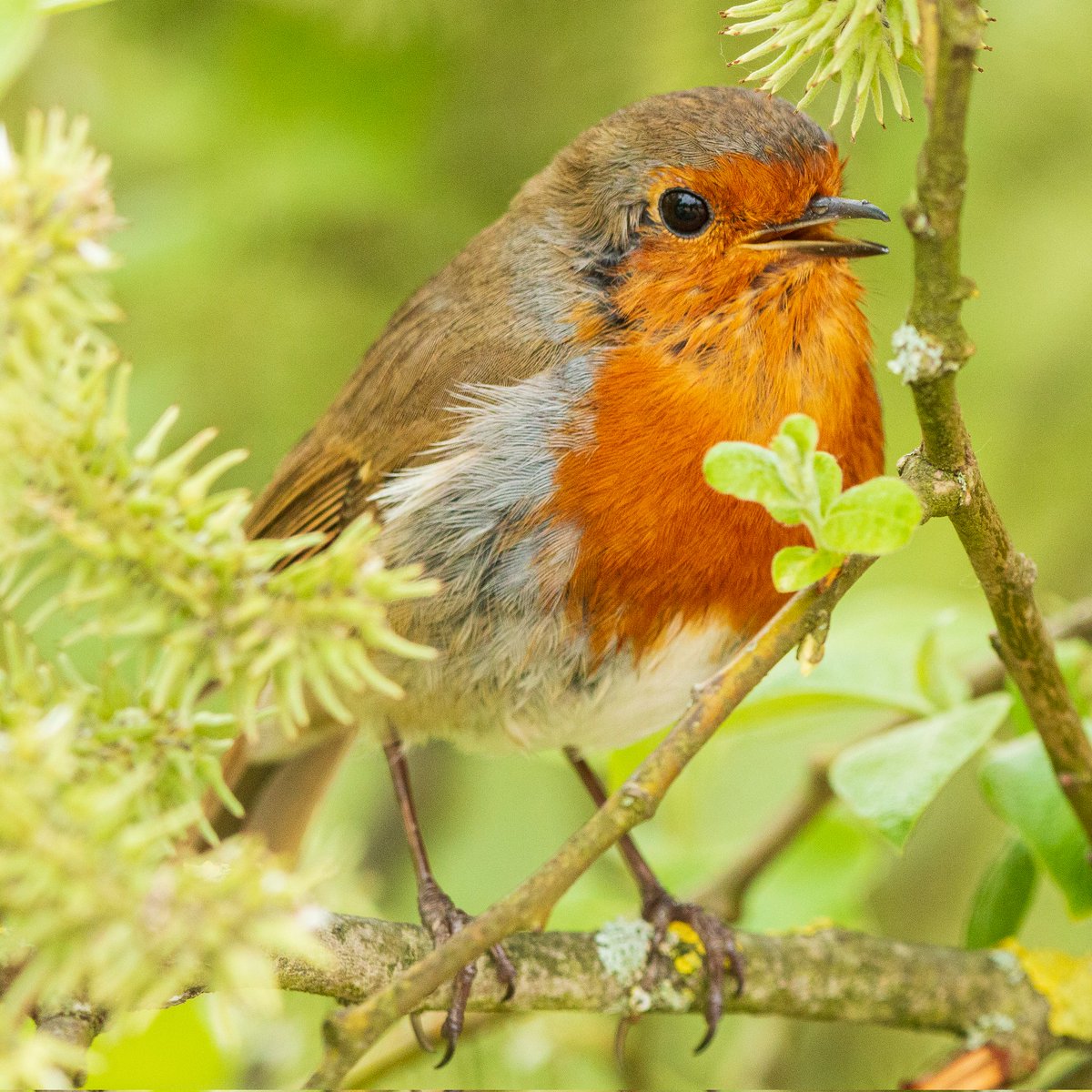 Robin at springtime
#robin 
#robinsofinstagram 
#spring 
#springtime 
#birding 
#birds 
#birdwatching 
#birdphotography 
#springwatch 
@BBCSpringwatch
@BBCCountryfile