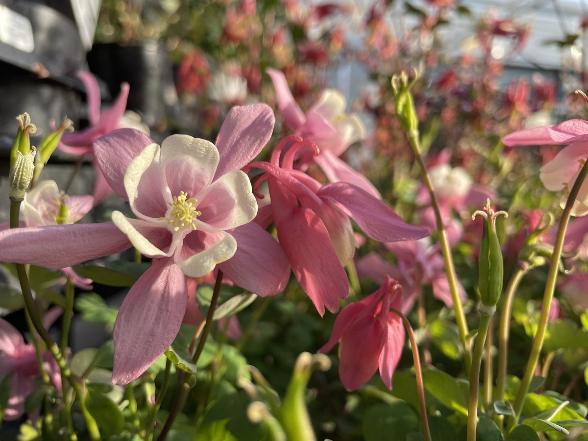 Jinglesnft.eth tweet media