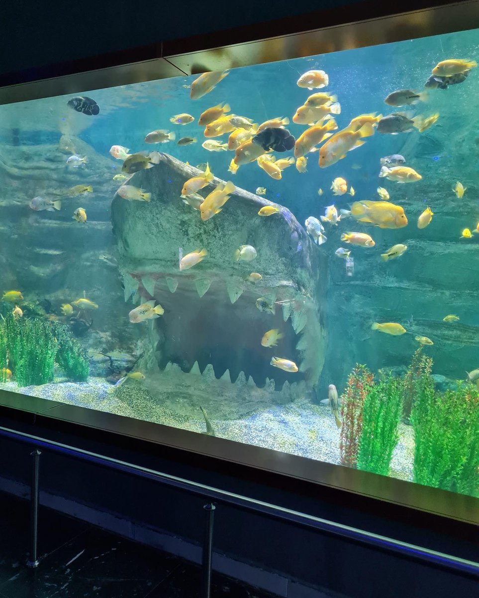 Bugün öğrencilerimizle @kizilcahamambelediyesi ve <a href="/khamamandlisesi/">Kizilcahamam Anadolu Lisesi</a> ‘nin desteğiyle @herseybirlikteguzelprojesi kapsamında Anıtkabir’ i, Feza Gürsey Bilim Merkezi’ ni  ( <a href="/fezagurseybilim/">Feza Gürsey Bilim Merkezi</a> ) ve Keçiören Akvaryumu’ nu gezdik. Emeği geçen herkese teşekkür ederiz.