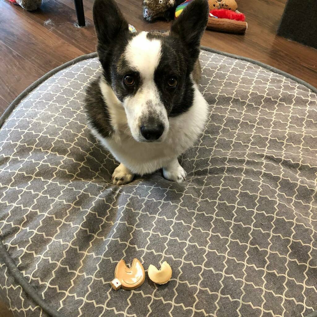 Mommy and I have matching cookies!! @ddlbakery #dogsoftwitter #dogsofinstagram #corgisofinstagram #cardigancorgisofinstagram #cardigancorgi #fortunecookies #matchingwithmommy