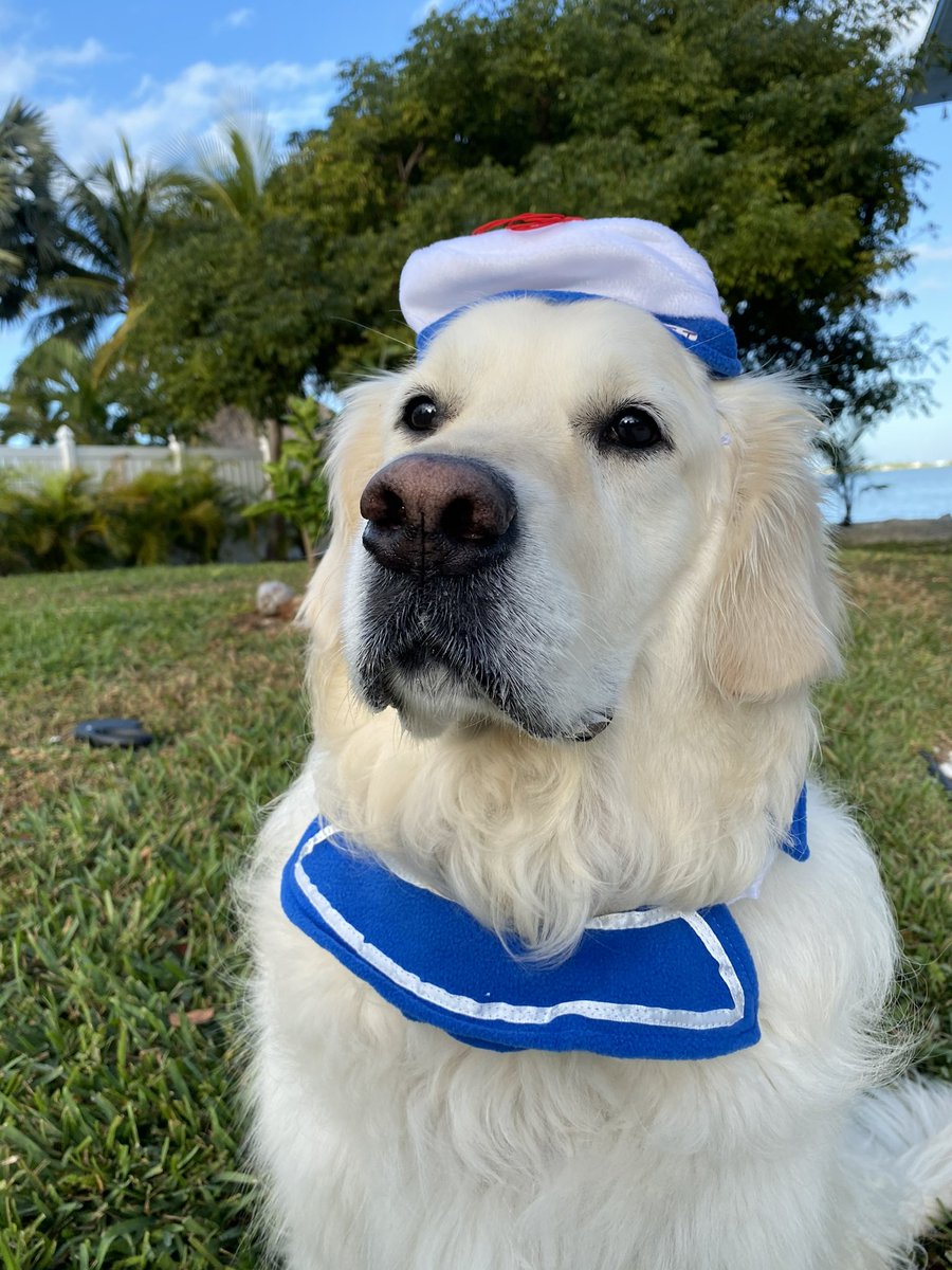 TheGoldenRatio4's tweet image. A voodoo appreciation thread 1/