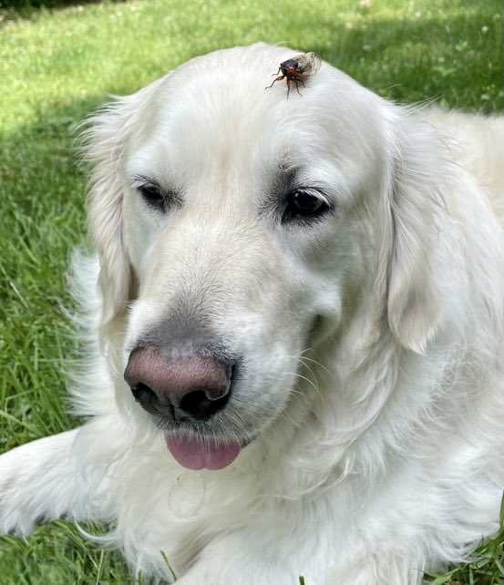 TheGoldenRatio4's tweet image. A voodoo appreciation thread 1/
