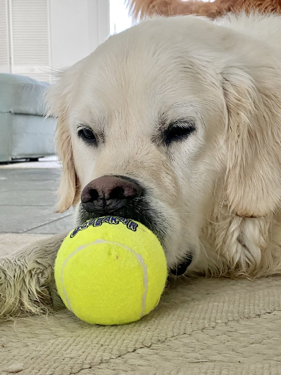 TheGoldenRatio4's tweet image. A voodoo appreciation thread 1/