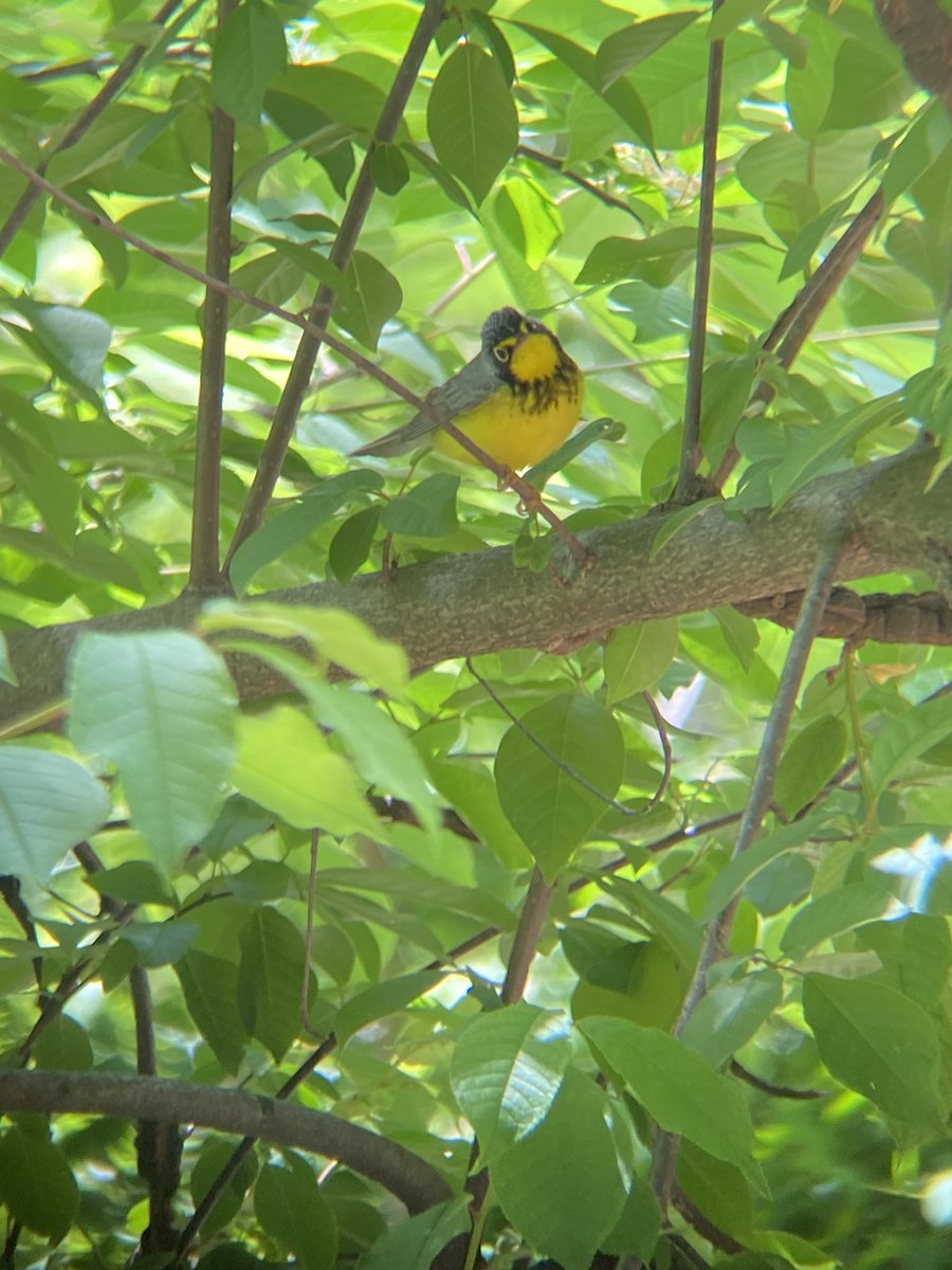 Canada Warbler putting on a show at the vale 🐥 #birdwatching #Brooklynbirding #Prospectpark