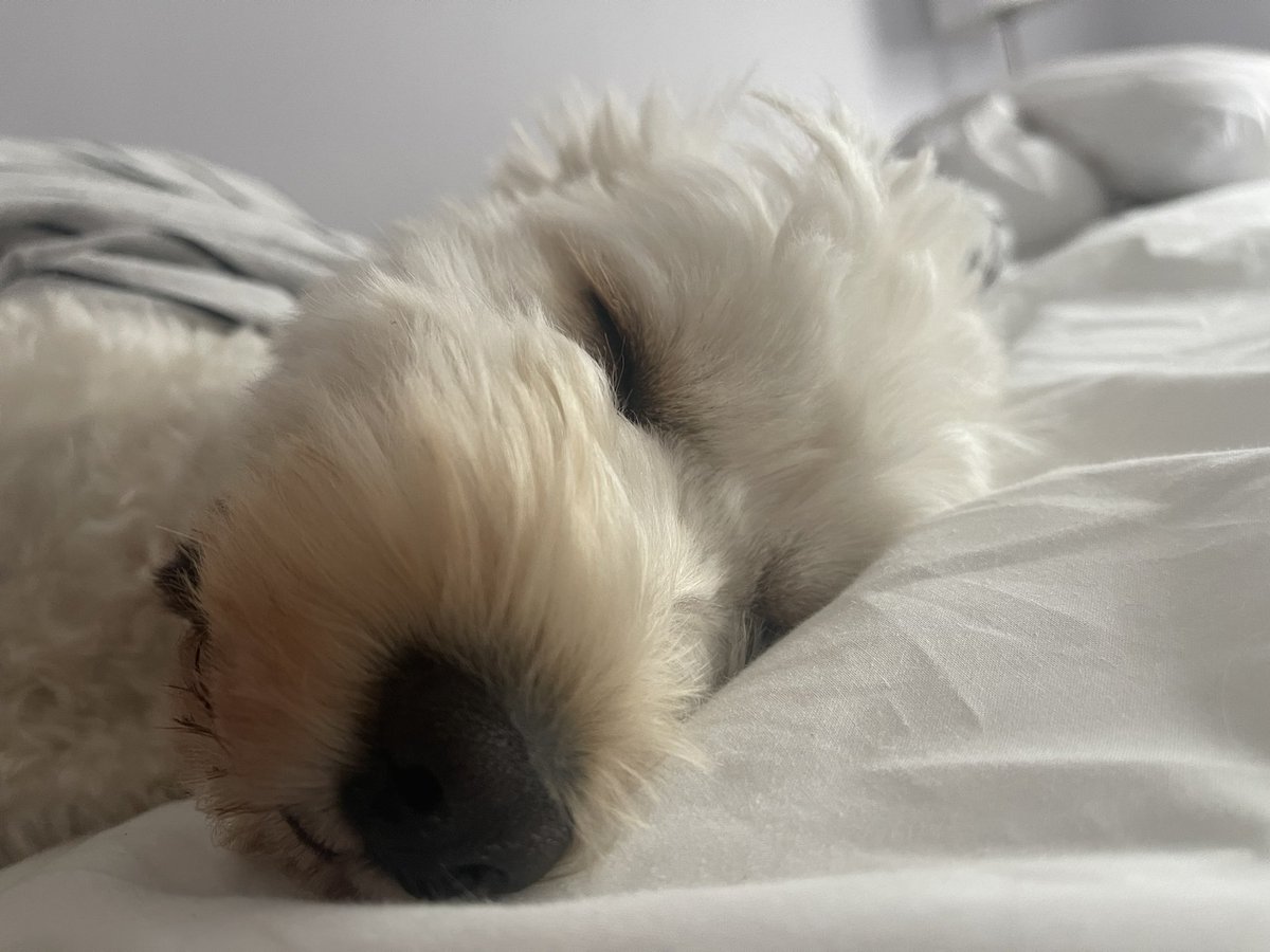 roberto_wex88's tweet photo. @NiallHarbison 💤 https://t.co/mILkA4RLoy