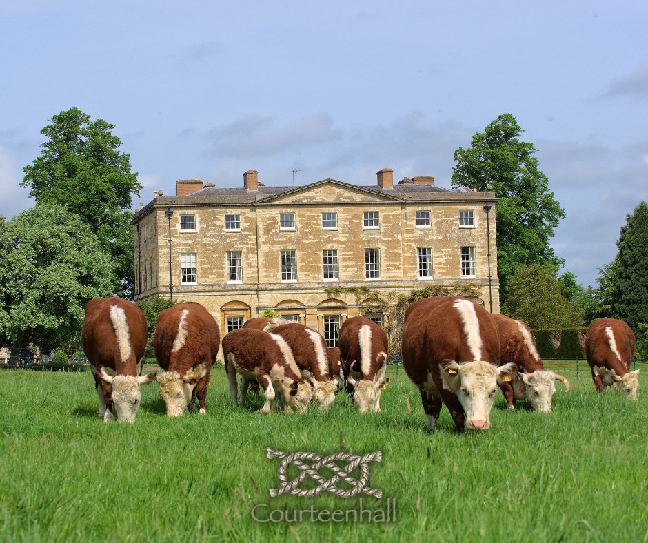 CourteenhallEst's tweet image. We couldn&apos;t be more happier with how our herd of Traditional Hereford Cattle are settling in.

It&apos;s like they&apos;ve always been here!
.
.
.
#Courteenhall #HerefordCattle #NativeBreed #RegenerativeAgriculture #LoveCows