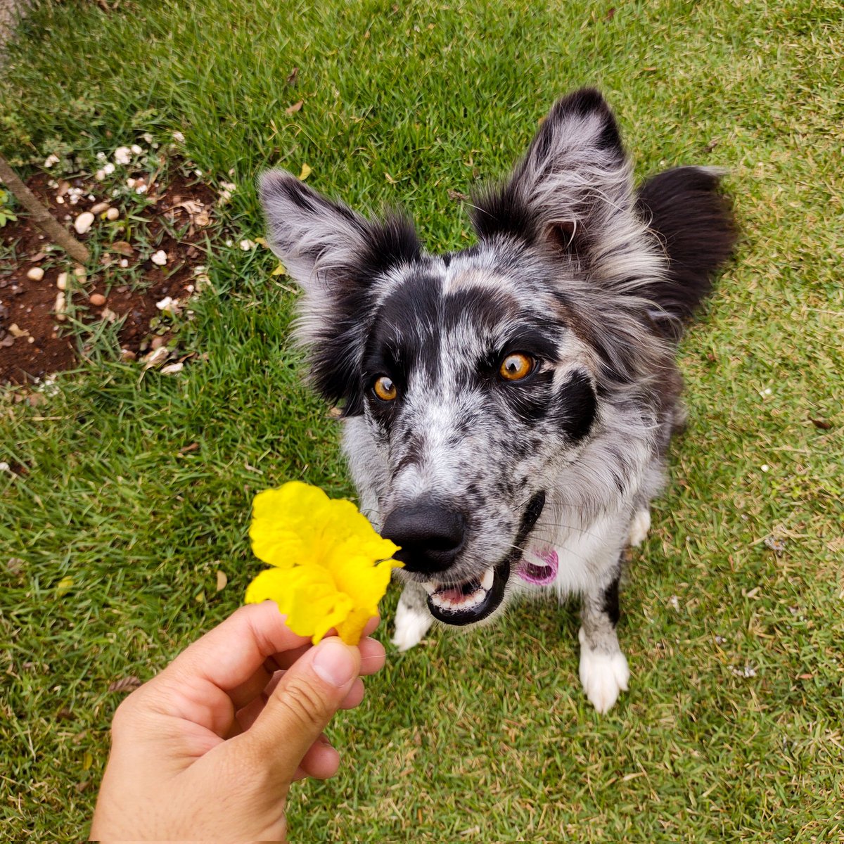 deharcanjoo's tweet photo. 🌻
#BorderCollie #Dog #cachorro #filhode4patas #Collie #flores https://t.co/CvvwDOrdRQ