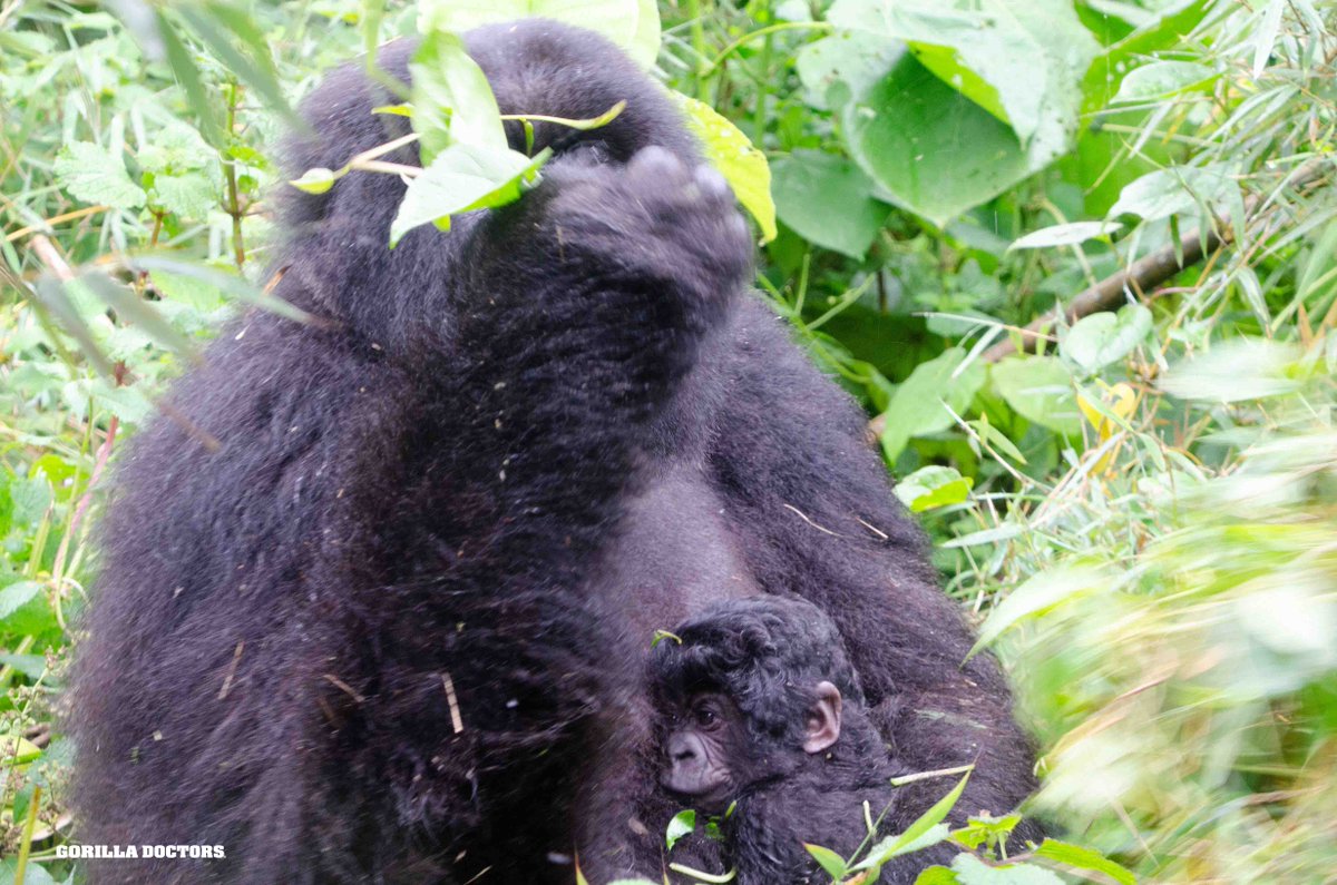GorillaDoctors's tweet photo. NEWBORN Last week Dr. Noel conducted a health check of Muhoza group in Volcanoes National Park, Rwanda and found the mountain gorillas in good health. On April 29, the group added a new member when Agasara gave birth! Mother and infant are doing well! https://t.co/BnthwZNXdV
