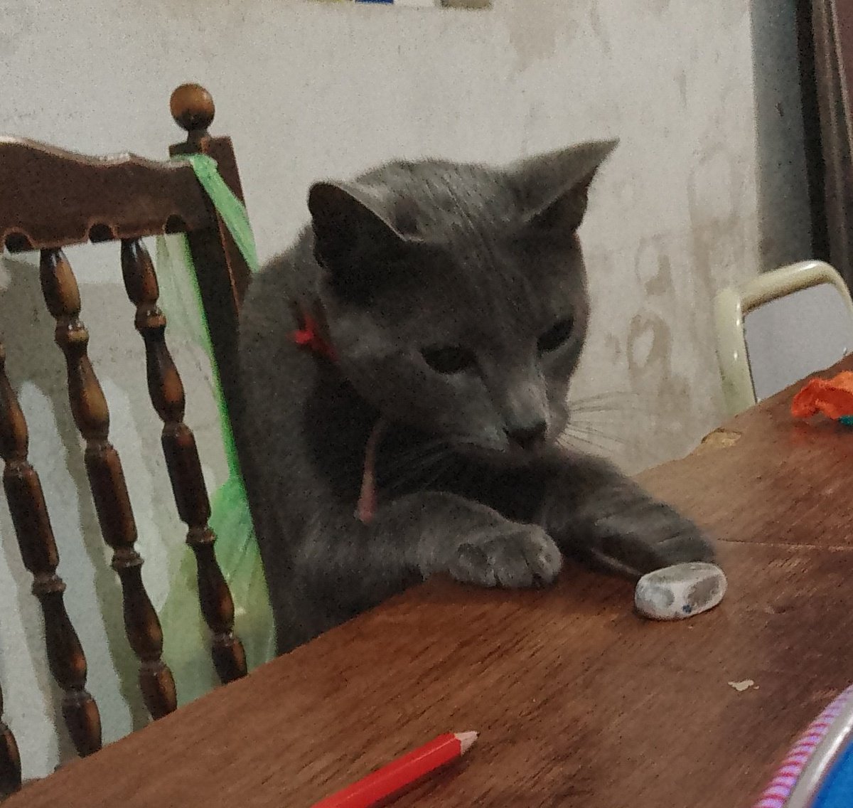 mariquarantelli's tweet photo. @Fran_Induni Mi gato con crisis de identificar y se cree perro https://t.co/xSBEZTcsln