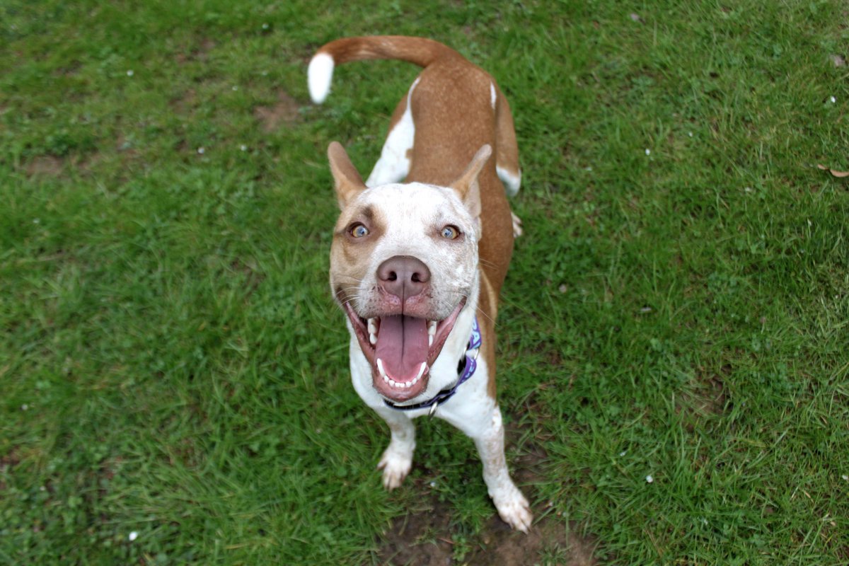 Buster's adoption fee is waived for the rest of May! Buster is a fun pup who LOVES to play. Other adult pets are $25 off. If you adopt a pet this weekend, Paws4ever will receive a donation from @bestfriends  and @bounty! #BountyToTheRescue Meet Buster at paws4ever.org/pets/buster