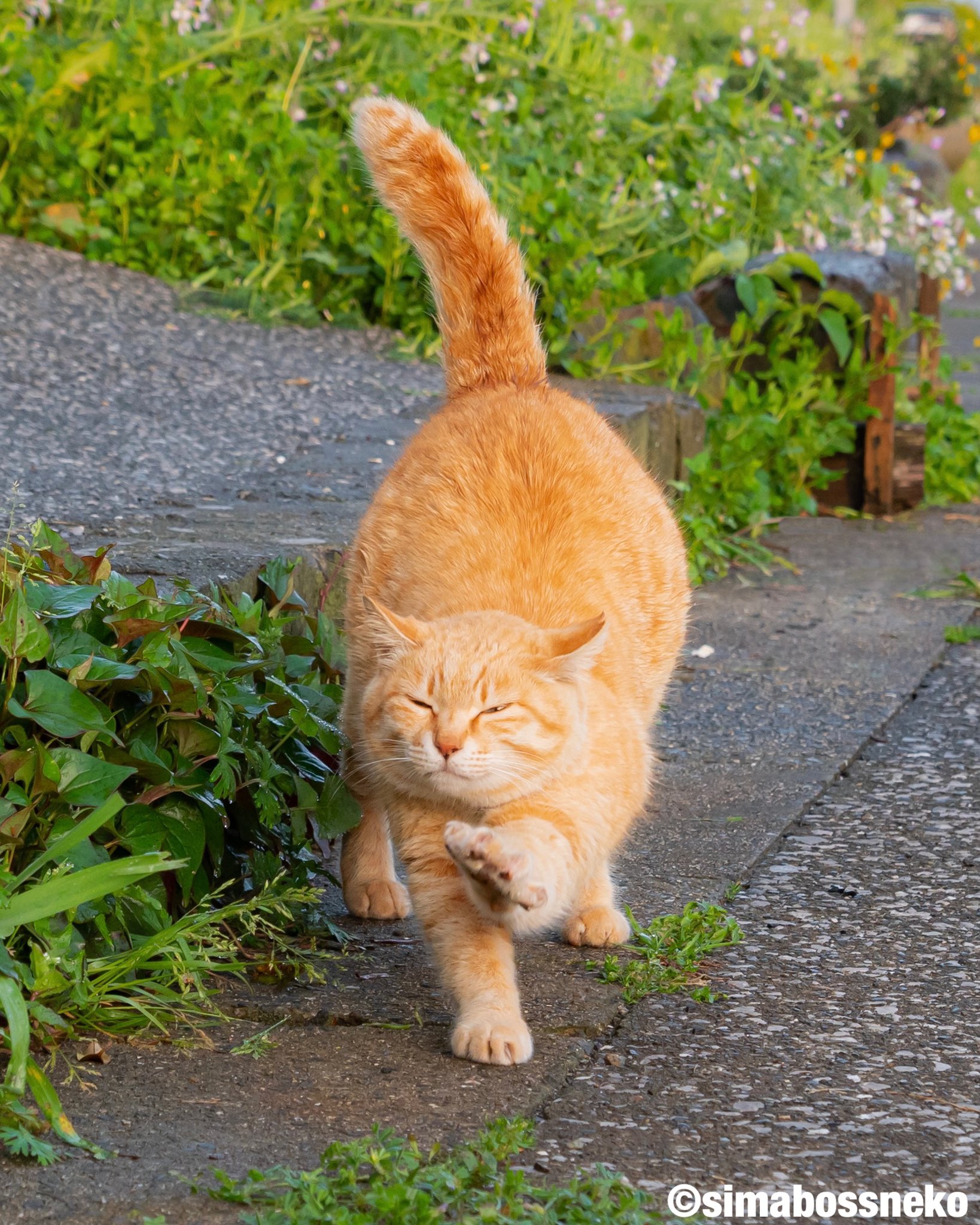 Simabossneko 指の先までピーン Yoga Time 指の先まで ヨガ 猫 猫写真 Cats T Co 96rh7mmypv Twitter