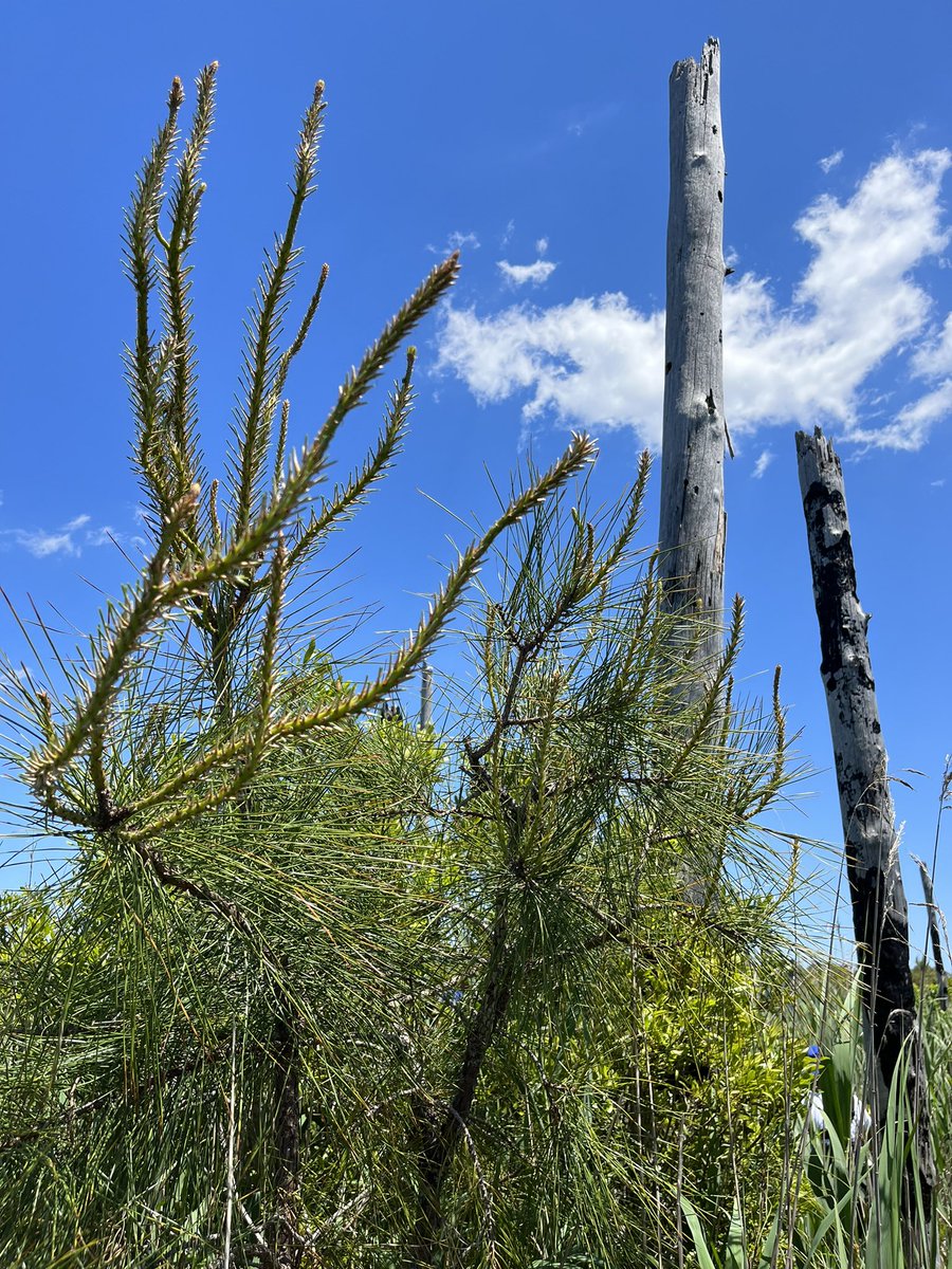 smkanderson's tweet photo. Now that’s some seriously funky #Pinus growth in #GhostForests (#forests transitioning to #marsh, or more likely, a dense #Phragmites stand) in #AlligatorNationalWildlifeRefuge (Dare County #NC). https://t.co/ZbquKgLUJ3