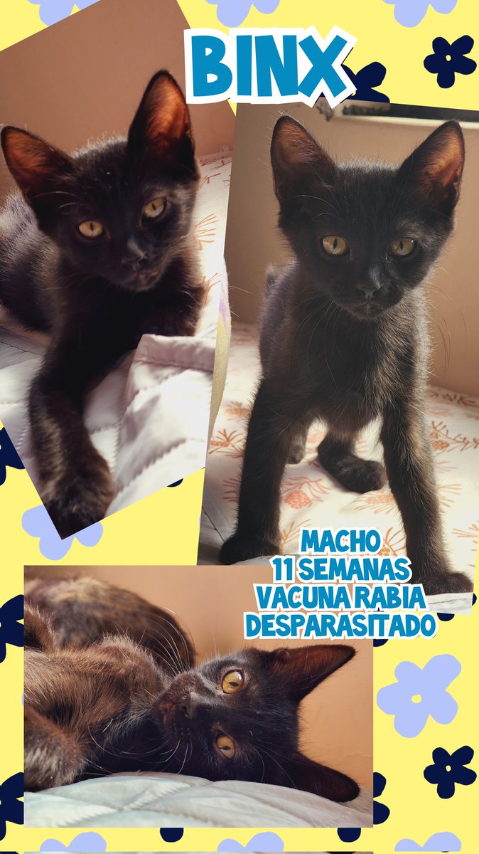 gatitosasalvo's tweet photo. #FamiliaFelina
Andamos tristes xq no hay buenas solicitudes o de plano ninguna para mis 4 peques. Están hermosos,son bien cariñosos, ronroneadores y juguetones. Buscan #adopcionresponsable
Un humano que los quiera de compañeros d vida y lo integre como miembro de la familia.
RT🙏 https://t.co/X4wLoPNQRg
