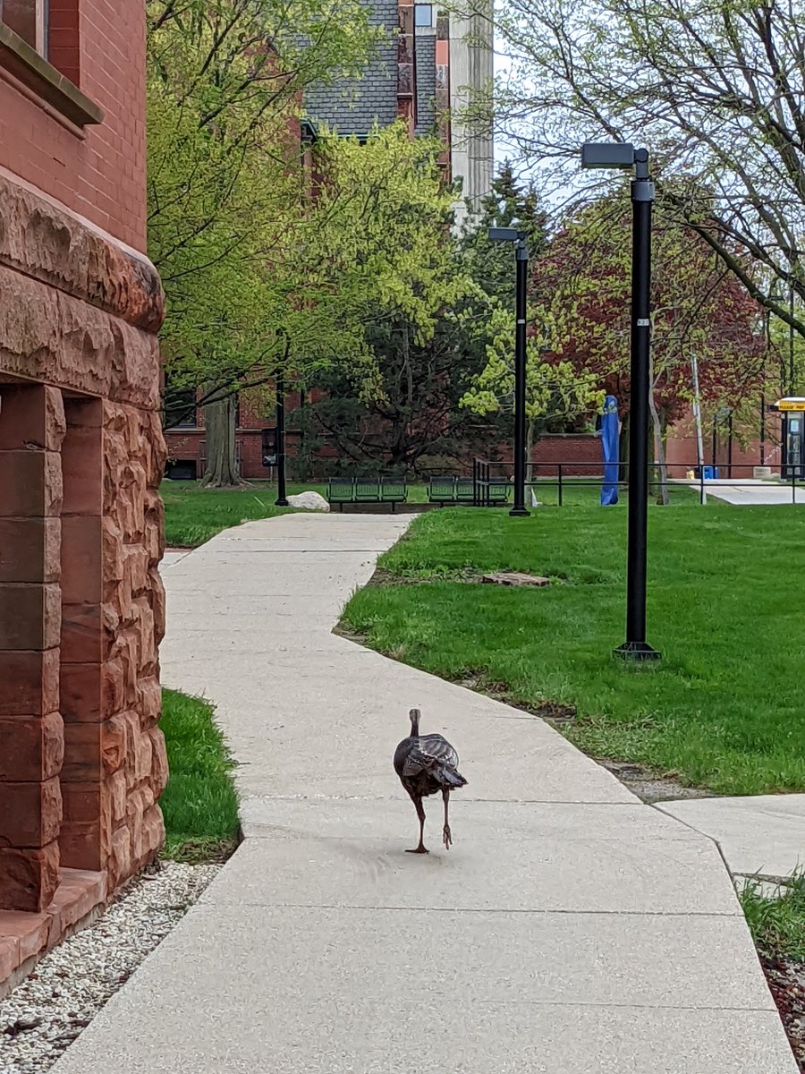 TangibleDaphne's tweet photo. I just saw this turkey on campus at @UWM. You go, girl. Get that degree. Good luck on your finals. https://t.co/BcjDGG9CIx