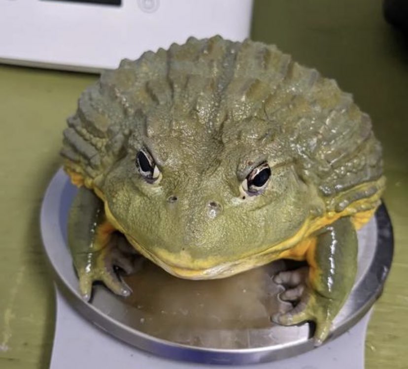 entitypos's tweet image. nonhuman who -🧁