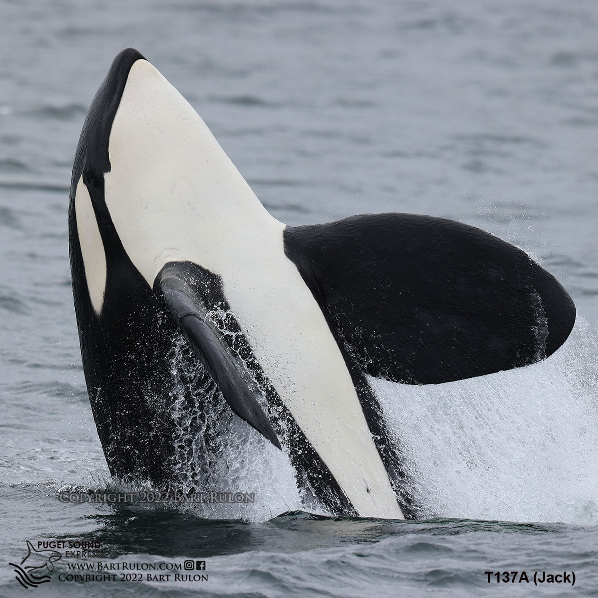 ThePWWA's tweet photo. Struggling to get over the hump this Wednesday? Here are some mid-week photo highlights from @psxpress, @Whale_Sightings, @orcaspiritvic, and @stevestonwhales to give you the boost you need! 🐋🦅
#pwwa #salishsea #springwhalewatching https://t.co/25yTtsDUcr