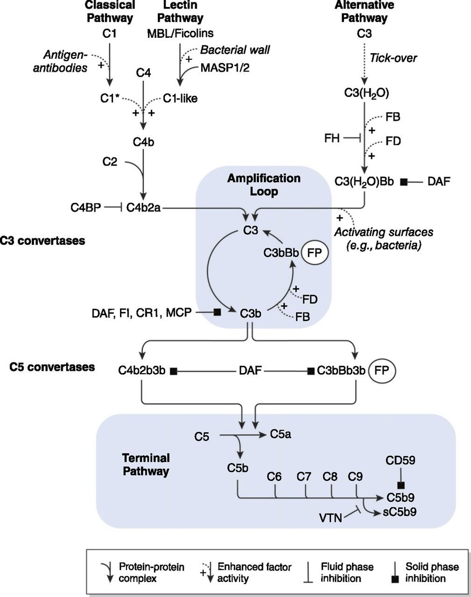 Our ability to diagnose &amp; treat diseases caused by complement dysregulation has advanced greatly in the past 20 years. This Review offers an overview of these developments, focusing on single-gene, complement-driven aHUS &amp; C3-dominant glomerulopathies bit.ly/CJN11830720