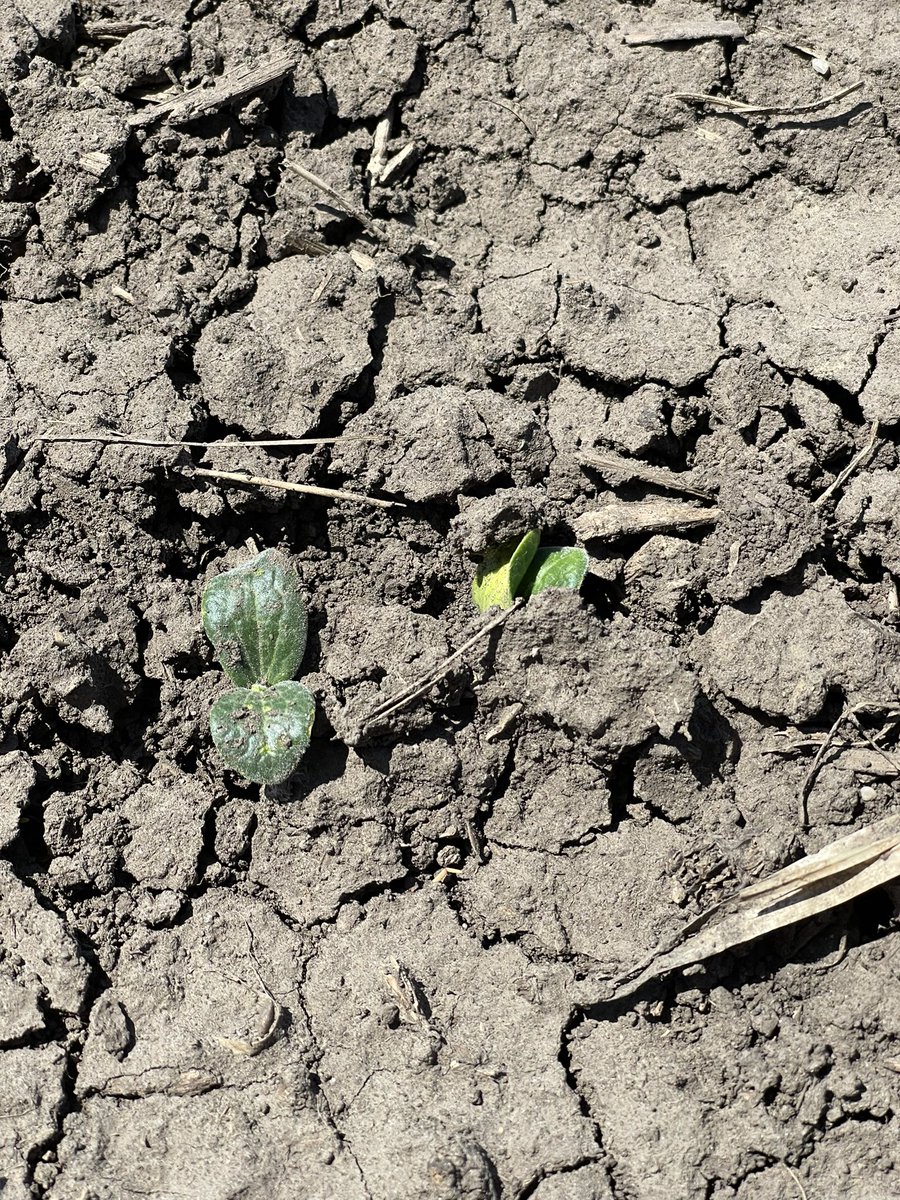 solsmapunkin's tweet photo. In business! 🎃😍 #pumpkinpatch #Plant22 https://t.co/HF85mDdNAd