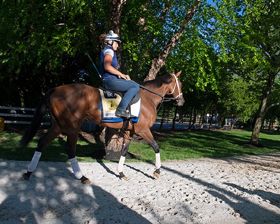 BH_AEberhardt's tweet photo. Beautiful weather +๐ผ#Flowers #trees๐ป๐ธ in full bloom as the fillies train @PimlicoRC for the @BESStakes #BlackEyedSusans Contenders inc. #Distinctlypossible (by #Curlin) #AdareManor (#UncleMo) #MorningMatcha (#CentralBanker) #Interstatedaydream (#ClassicEmpire) @RobertReidJr https://t.co/3EGsyyt0pK