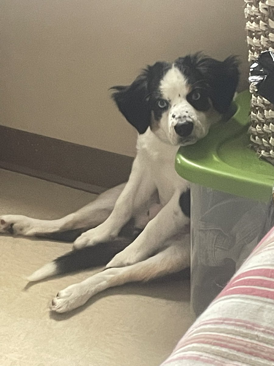 I hate this dog 💀🤣