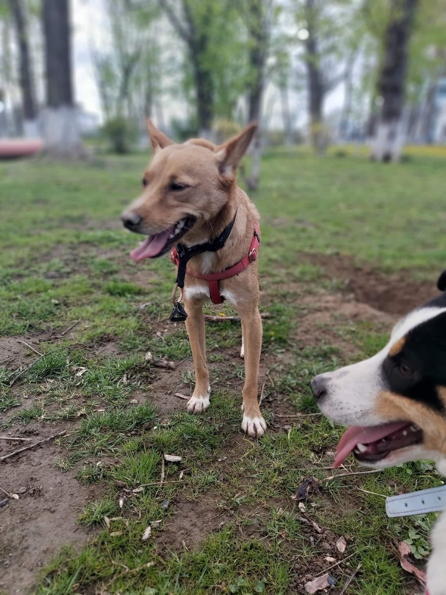 EvermoreDog's tweet photo. 3 yo GEORGE is desperately seeking his forever home. His fosterer is sick so can no longer care for him. He’s house trained, great with other dogs, loves people but can’t be with cats. He’s a bouncy little chap so needs an active home. Does he sound perfect for your family? 🤷🏼‍♀️🐶 https://t.co/wrMUtkzXsV