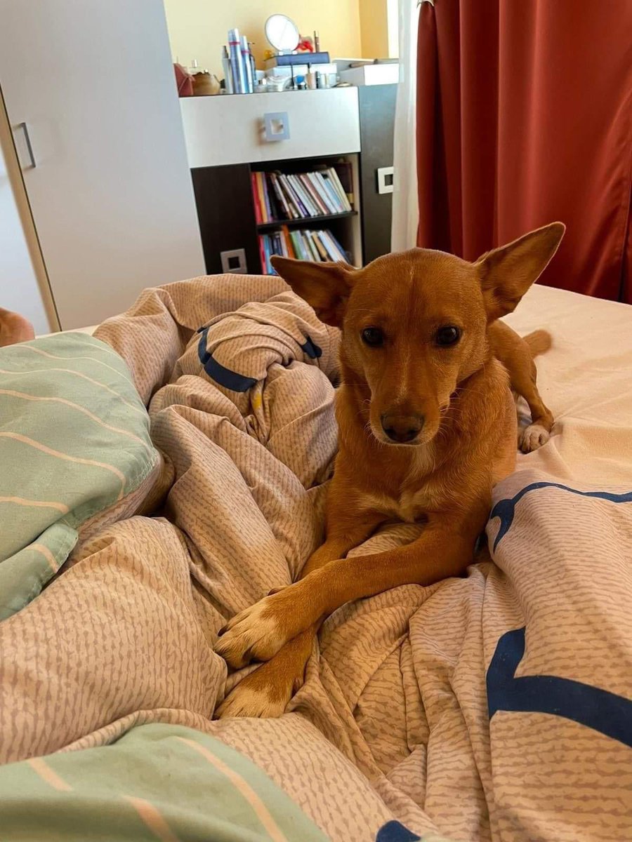 EvermoreDog's tweet photo. 3 yo GEORGE is desperately seeking his forever home. His fosterer is sick so can no longer care for him. He’s house trained, great with other dogs, loves people but can’t be with cats. He’s a bouncy little chap so needs an active home. Does he sound perfect for your family? 🤷🏼‍♀️🐶 https://t.co/wrMUtkzXsV