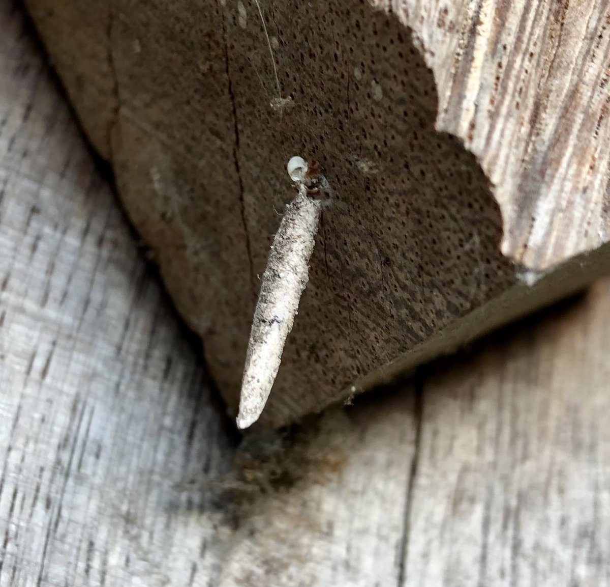 Harry_Herrie's tweet photo. Leuk, een rups van de #sigaarzakdrager in zijn typische sigaarvormig ‘zakje’ gevonden in mijn tuin. #Taleporia tubulosa #vlinder https://t.co/DfTGBO6Ilr