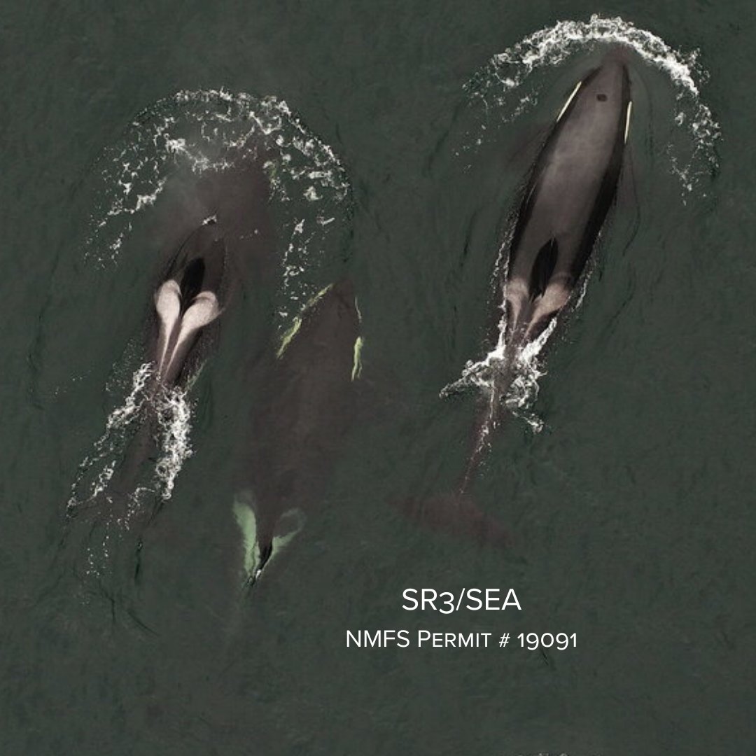 SR3Sealife's tweet photo. The global #killerwhale population is around 50k whales, but certain subsets of it like the #SouthernResidents, are endangered. #EndangeredSpeciesDay
📷K-pod 7/20, used in analyses of body condition. Obtained with a drone flown >100ft above the whales under NMFS Research Permit https://t.co/qJcMSsrhTp