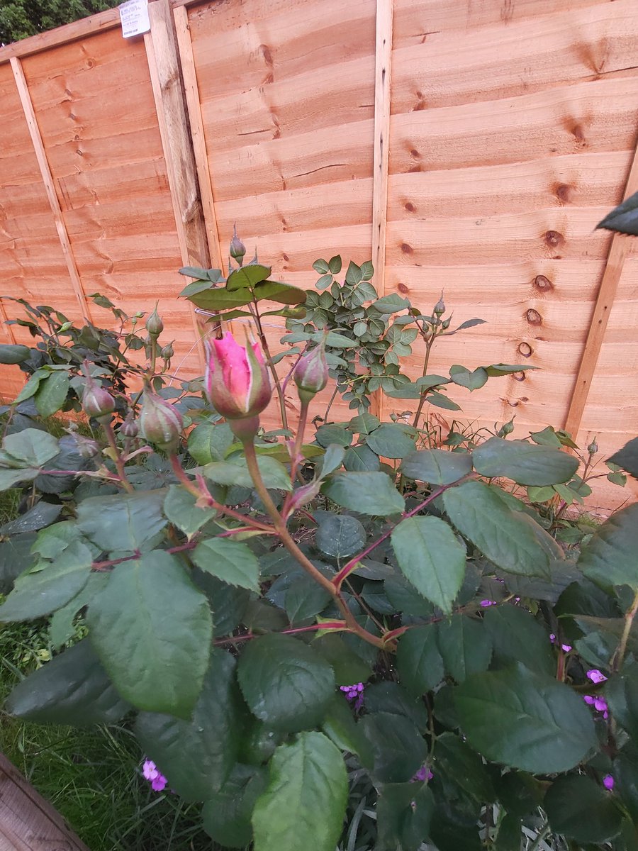 Smudger4's tweet photo. First buds of summer are starting to show....David Austin Olivia Rose Austin #RoseWednesday https://t.co/RCLOifhqUU