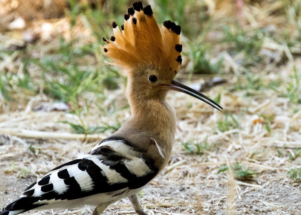 The HOOPOE bird’s name is trebly onomatopoeic. Its name in English and both halves of its scientific name Upupa epops—which derive from its name in Latin, upupa, and its name in Greek, epops—are all meant to recreate its call.