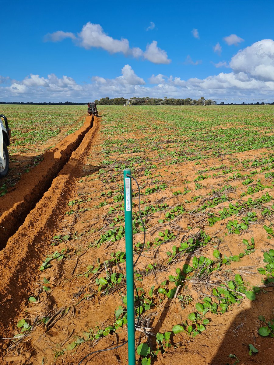 Leighton Wilksch tweet media