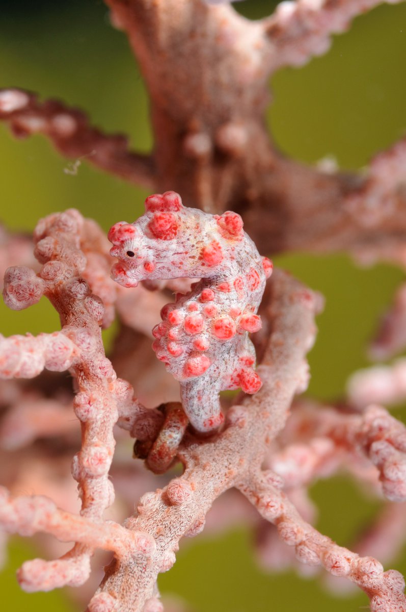 If you look closely, you’ll see a pygmy seahorse. They camouflage to blend in seamlessly with their coral habitat, and avoid predators. 📷: Sami Sarkis #Wildlife #Animals #Marine #Coral #Beautiful #Seahorse