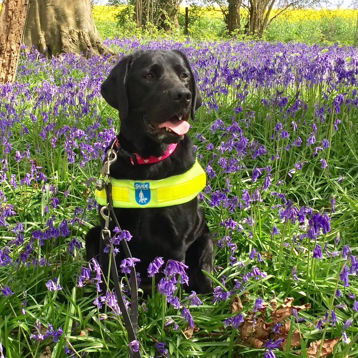 PhysioMand's tweet photo. @FreyaPhysio  collecting the "Fable award" , awarded to the student who goes above and beyond, just like #GuideDog did. Thank you @UoW_Physio students for creating this award to honour Fabes, she would be very proud @GuideDogsSW https://t.co/iu43hY36TA